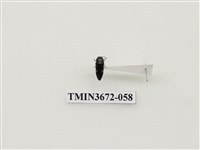 藏品(吉丁蟲)的圖片